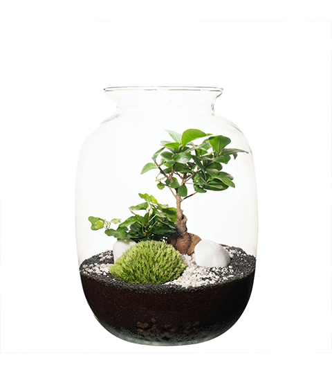 Las w słoiku Bonsai i Bluszcz DIY